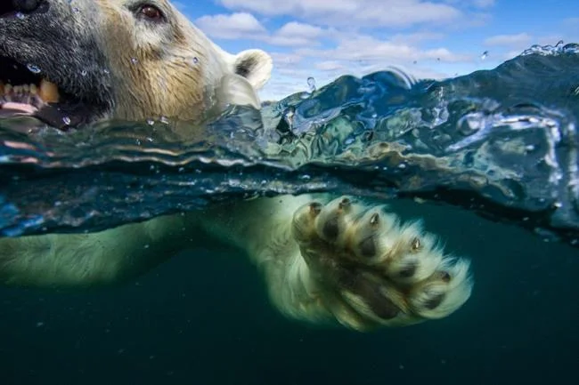 Top pictures of beautiful polar bears attract people to look at