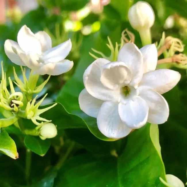 茉莉花的美麗圖片