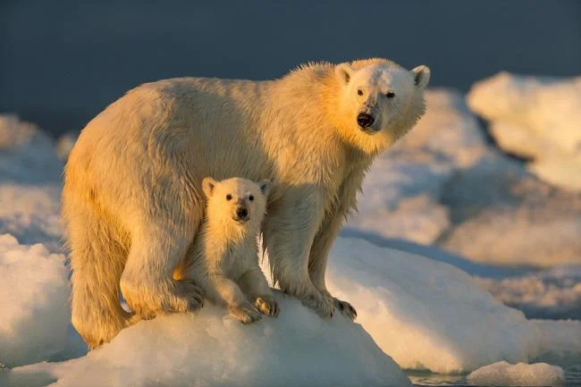Top pictures of beautiful polar bears attract people to look at