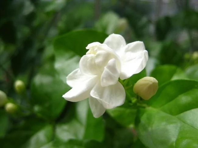 茉莉花的美麗圖片