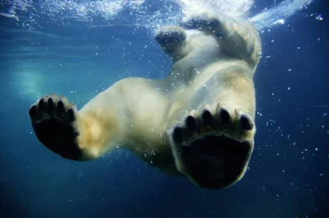 Top pictures of beautiful polar bears attract people to look at