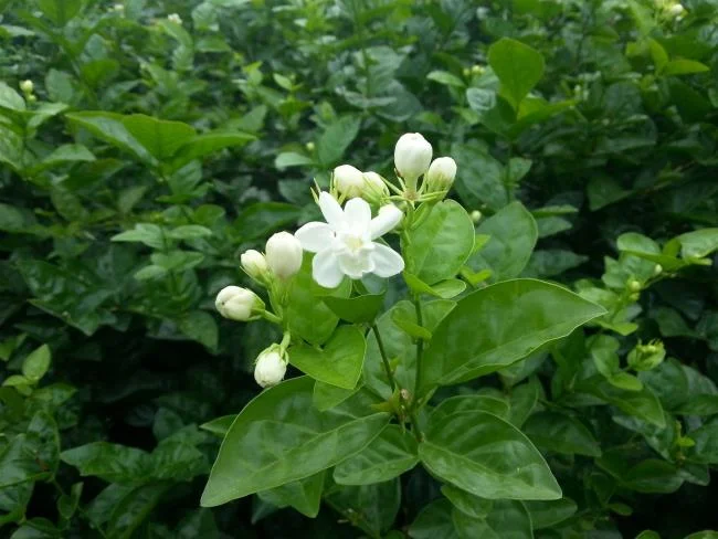 茉莉花的美麗圖片