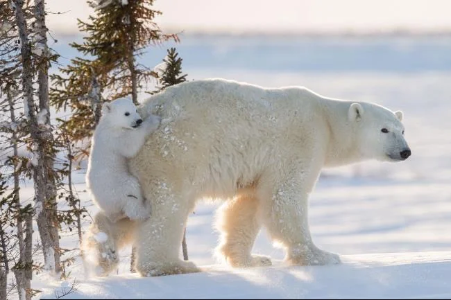 Top pictures of beautiful polar bears attract people to look at