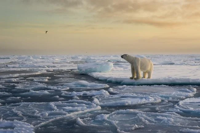Top pictures of beautiful polar bears attract people to look at
