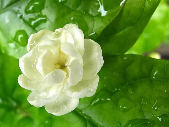 茉莉花的美麗圖片