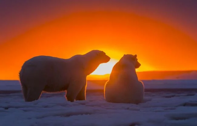 Top pictures of beautiful polar bears attract people to look at