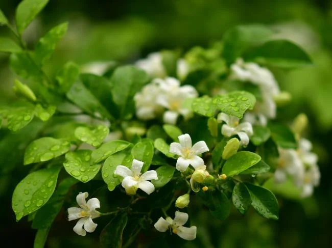 茉莉花的美麗圖片