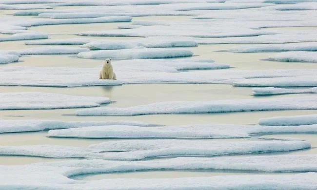 Top pictures of beautiful polar bears attract people to look at