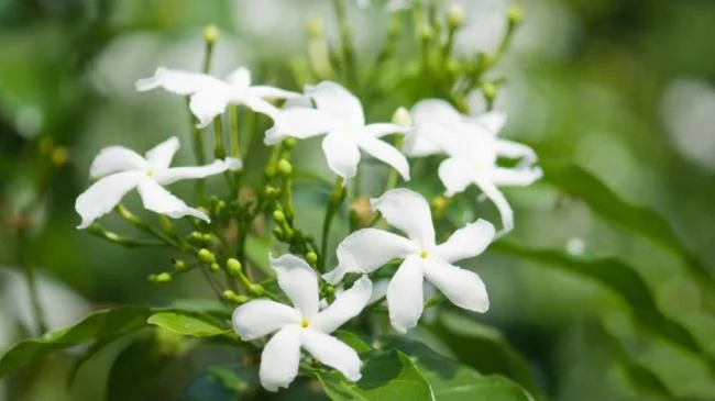 茉莉花的美麗圖片