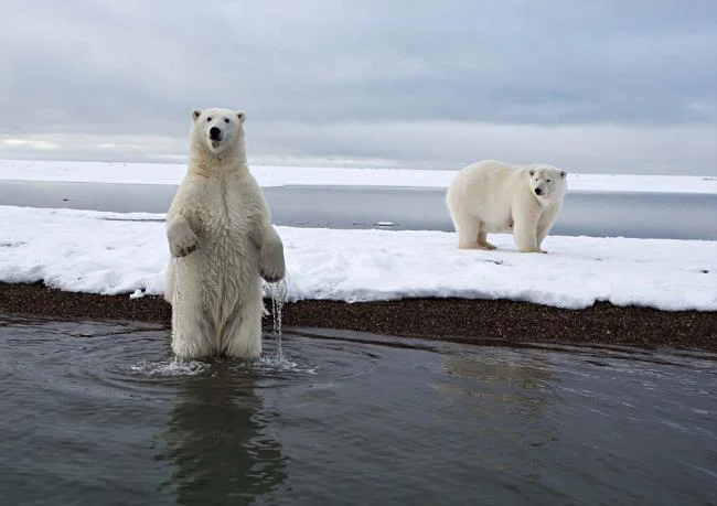 Top pictures of beautiful polar bears attract people to look at