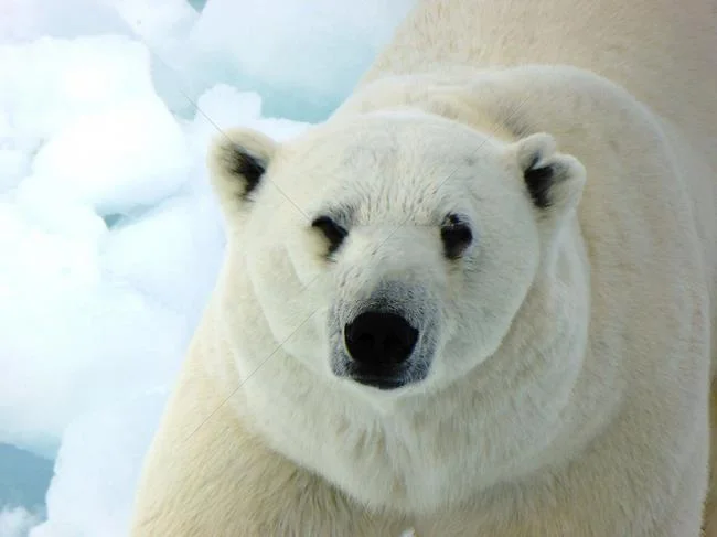 Top pictures of beautiful polar bears attract people to look at