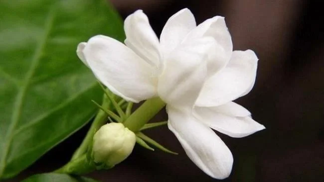 茉莉花的美麗圖片