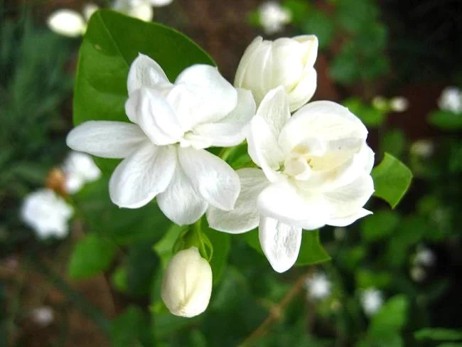 茉莉花的美麗圖片