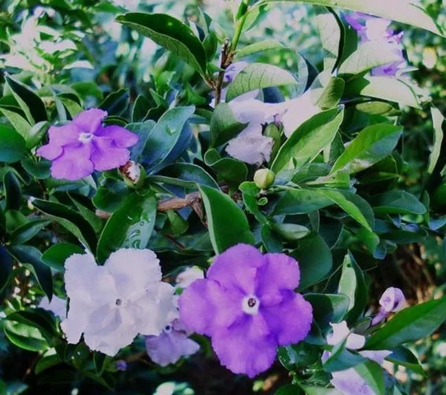 美麗的茉莉花圖片