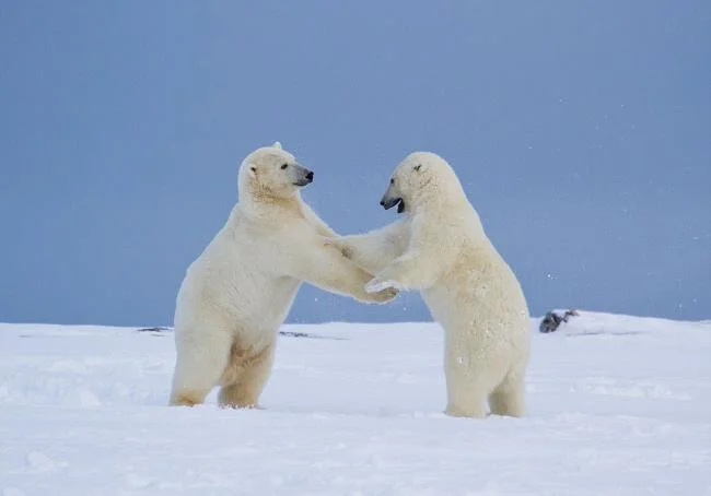 Top pictures of beautiful polar bears attract people to look at