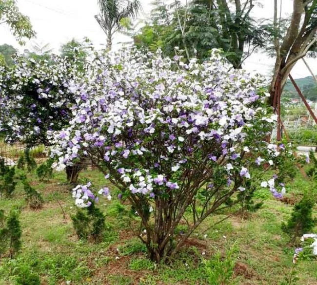 美麗的茉莉花圖片