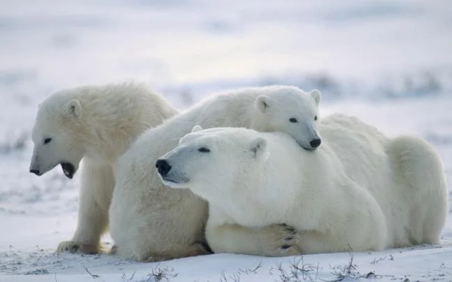 Top pictures of beautiful polar bears attract people to look at