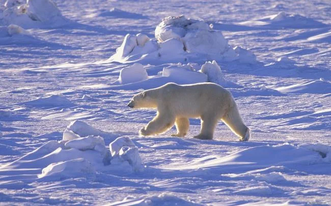 Top pictures of beautiful polar bears attract people to look at