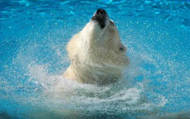 Top pictures of beautiful polar bears attract people to look at