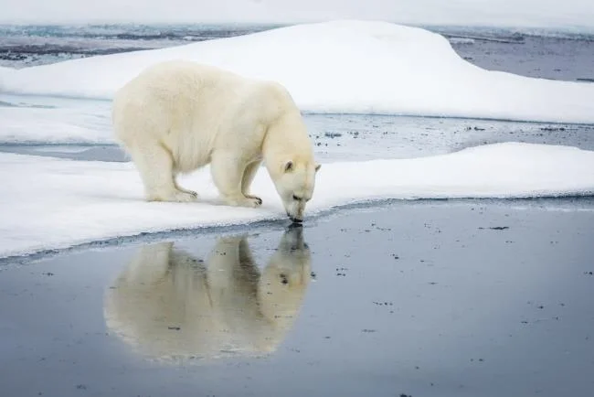 Top pictures of beautiful polar bears attract people to look at