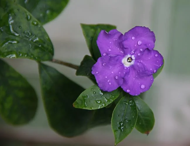 美麗的茉莉花圖片