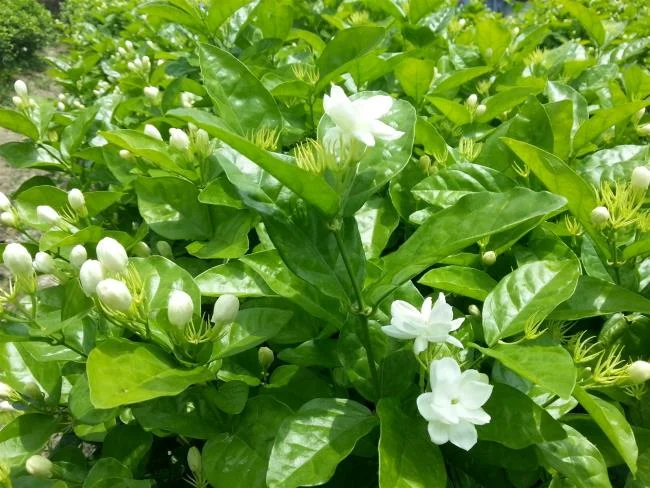 美麗的茉莉花圖片