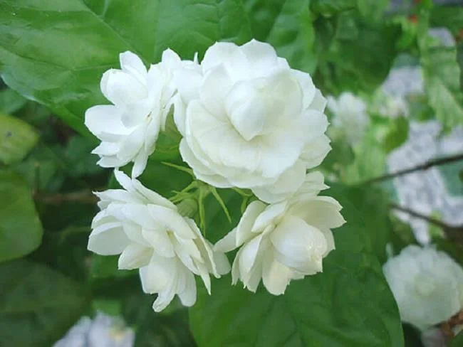 美麗的茉莉花圖片