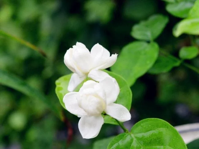 美麗的茉莉花圖片