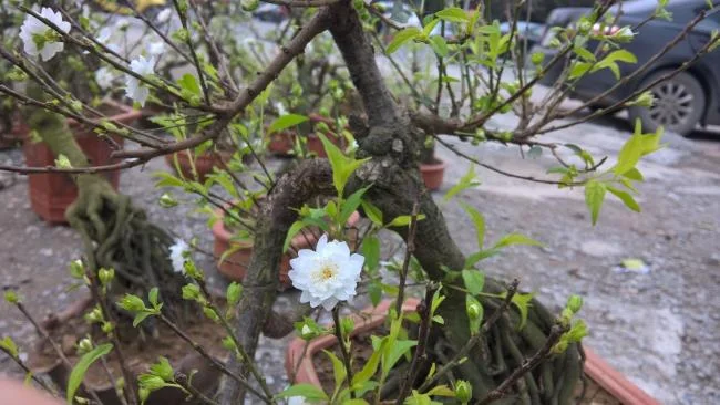 Ringkasan bunga aprikot putih yang paling indah