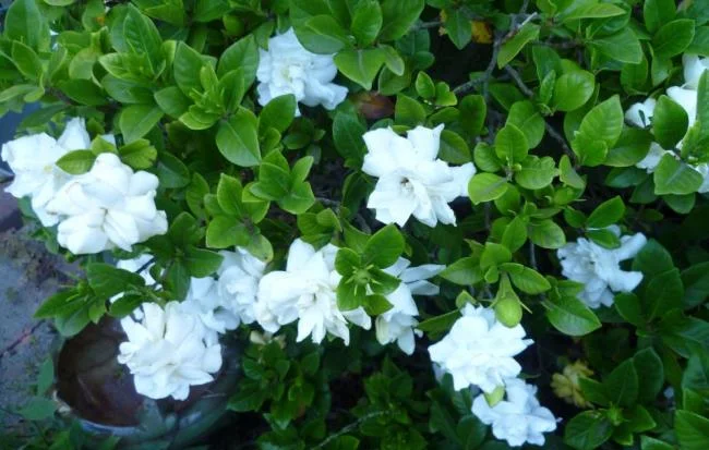 美麗的茉莉花樹圖片 