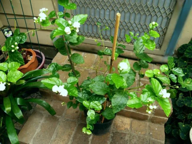 美麗的茉莉花樹圖片 