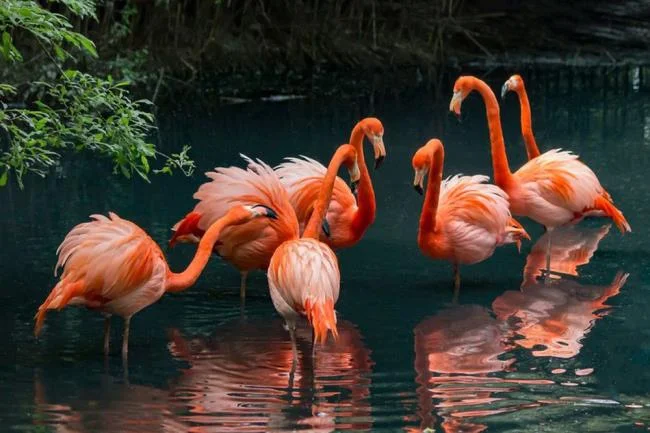 Photos flamingos - Top most beautiful birds in the world