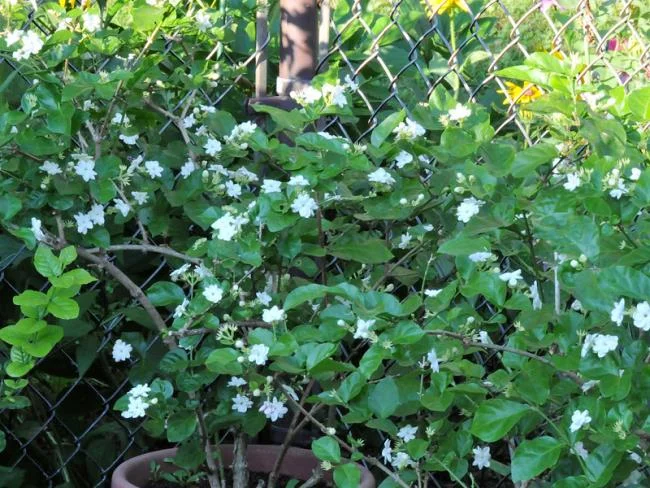 美麗的茉莉花樹圖片 