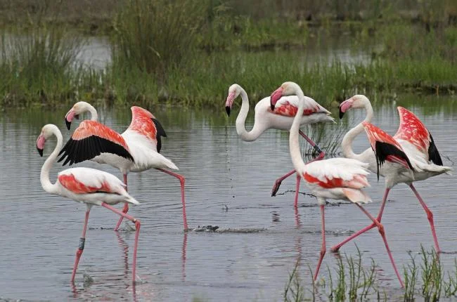 Photos flamingos - Top most beautiful birds in the world