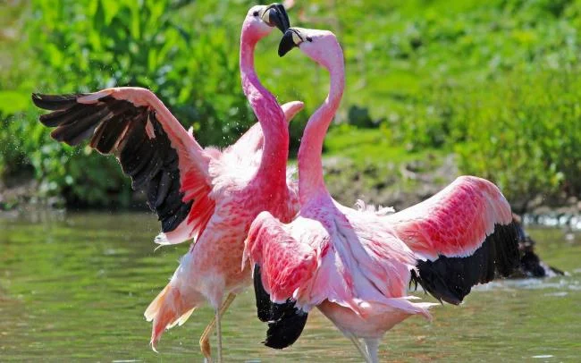 Photos flamingos - Top most beautiful birds in the world