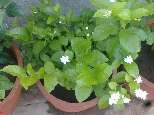 美麗的茉莉花樹圖片 
