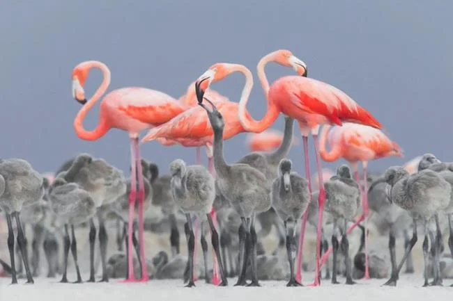 Photos flamingos - Top most beautiful birds in the world