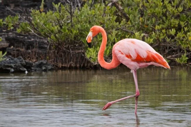 Photos flamingos - Top most beautiful birds in the world