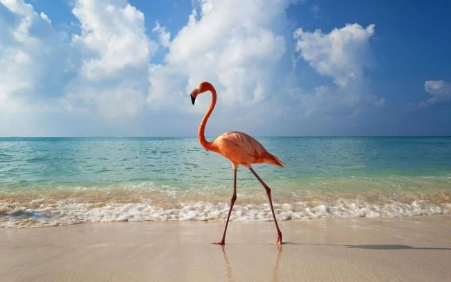 Photos flamingos - Top most beautiful birds in the world