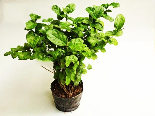 美麗的茉莉花樹圖片 
