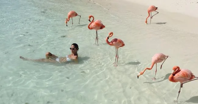 Photos flamingos - Top most beautiful birds in the world