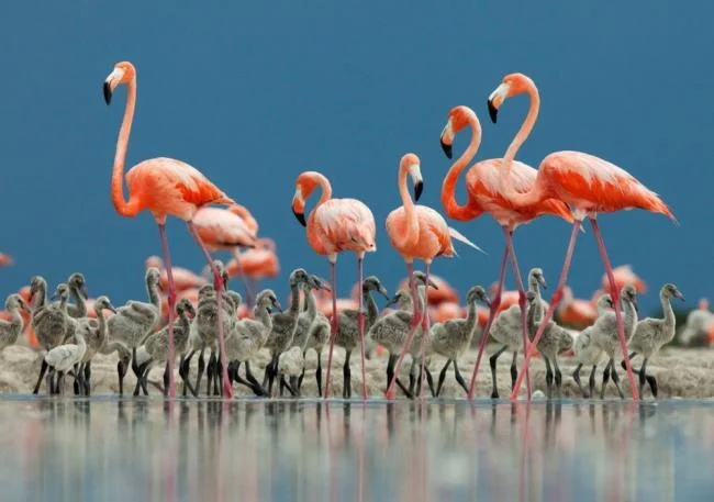 Photos flamingos - Top most beautiful birds in the world
