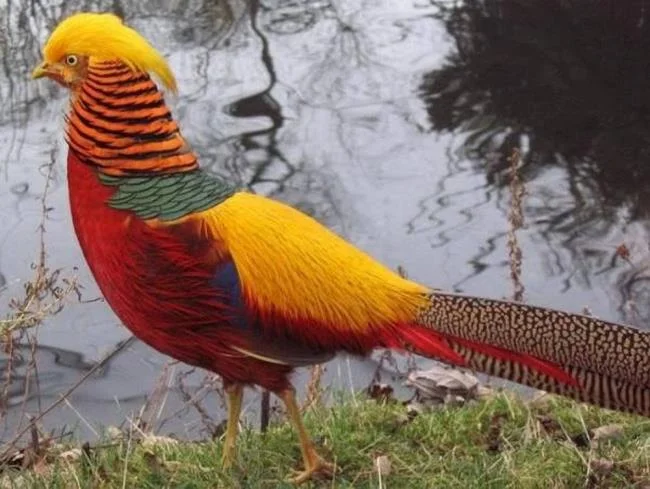 Golden pheasant image - Top most beautiful birds in the world
