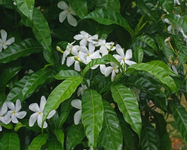 美麗的茉莉花樹圖片 