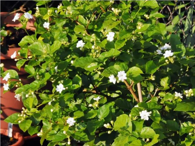 美麗的茉莉花樹圖片 