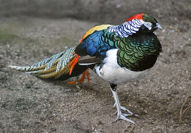 Golden pheasant image - Top most beautiful birds in the world