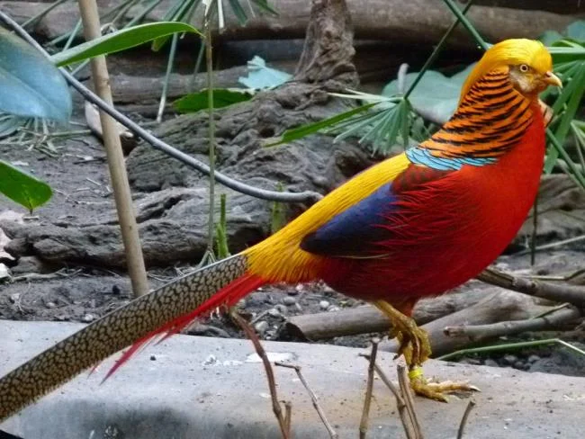 Golden pheasant image - Top most beautiful birds in the world