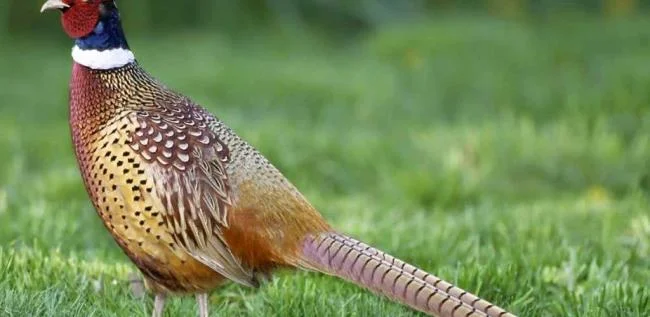 Golden pheasant image - Top most beautiful birds in the world
