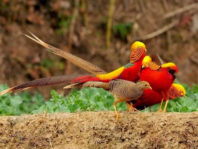 Golden pheasant image - Top most beautiful birds in the world