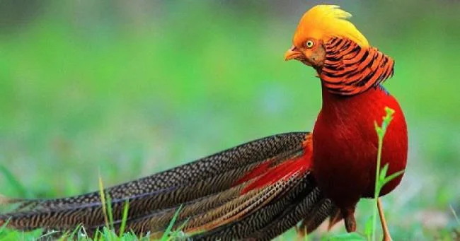 Golden pheasant image - Top most beautiful birds in the world